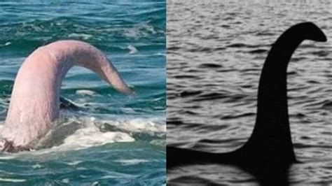 pene de la ballena|Sobre el pene de la ballena azul y otros penes de animales